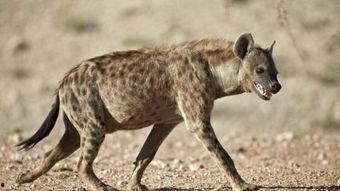 成人对抗鬣狗视频大全,成人勇敢对抗鬣狗生死瞬间