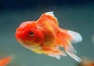 金鱼变成人类视频播放,揭秘神秘视频中的奇幻变身之谜