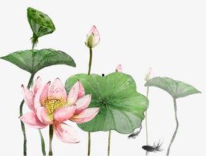 成人怎样画荷花图片视频,成人零基础学画荷花步骤解析