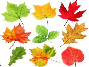 树叶变成人教学视频大全,探索自然与生命的奇幻之旅