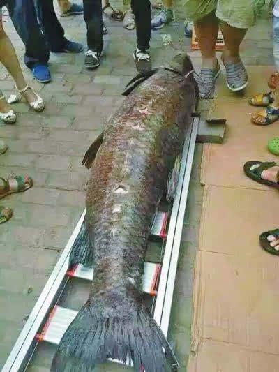 青鱼成人腾讯视频在线