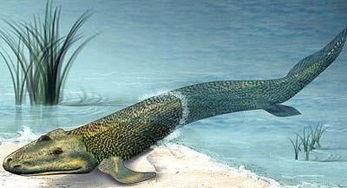 人类变形成人鱼视频,揭秘人类变形成人鱼的视频奇观