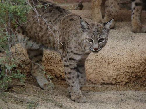 山猫的短视频成人A,成人A的激情演绎，带你领略不一样的视觉盛宴